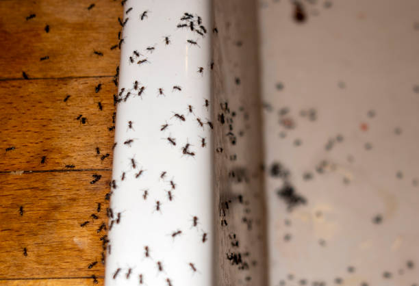 North Eastham, MA Pest Control Company